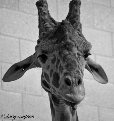 giraffe head B&W