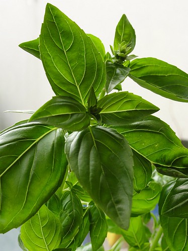 Basil Plant Leaves