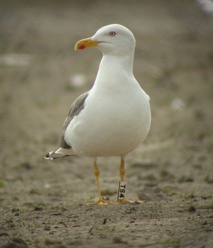 Kleine mantelmeeuw / Lesser black-backed gull / Larus graellsii adult