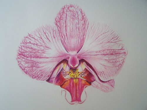 orchid colored pencil 7