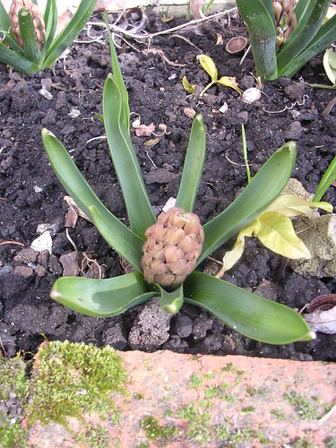 Hyacinth Starting