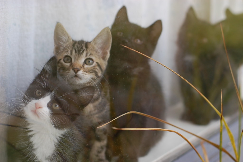 Ashby Kittens in the Window
