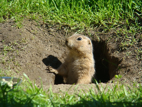 Black-tailed Prairie Dog at the Los Angeles Zoo