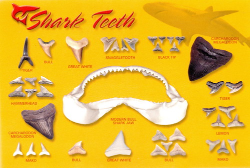 bull shark teeth. Fish - Sharks teeth yellow