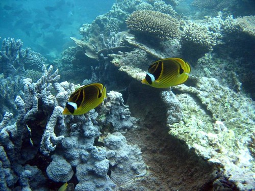 ningaloo reef snorkel