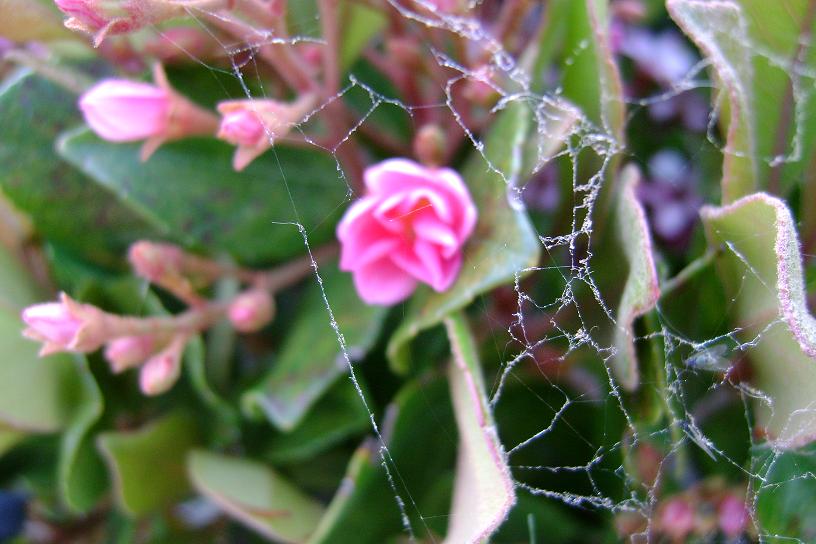 Web of life