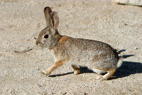 Desert Cottontail Rabbit in Anza Borrego State Park.