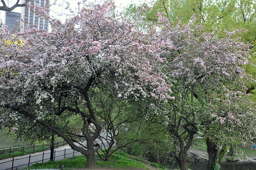 magnolia tree blossom. Photo Of Magnolia Tree Taken