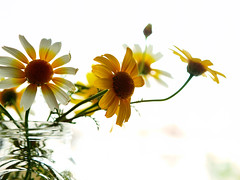 Daisies in the jar