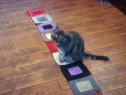 cats like squares