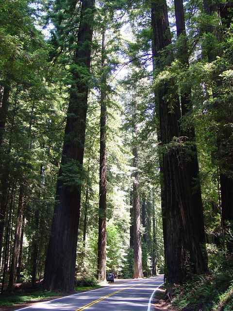 california explore evergreen fir redwood icarus miranda sequoia hyperion helios conifer avenueofthegiants myersflat largesttreeintheworld flickrgreen absolutelystunningscapes mazdausa stratospheregiant sequoiasemperviens 2004mazdatribute