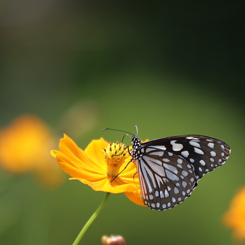 Images Of Flowers And Butterflies. Butterflies are self propelled
