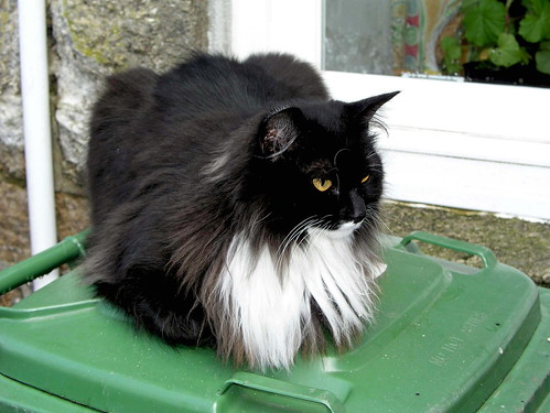 black and white cat. Long-haired lack and white