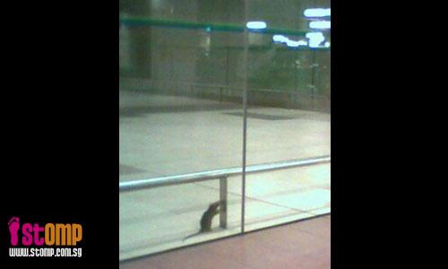 Shocking to find rat at Changi Airport's T3!