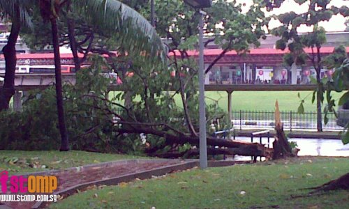 So many uprooted trees seen at Jurong East
