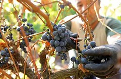 Chile, Yuraszeck: A pesar de la crisis, las viñas tienen una gran oportunidad