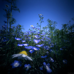 Blue sky, blue flowers 2009