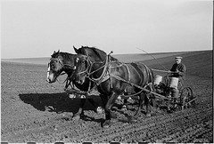 [Corn planting, Jasper County, Iowa] (LOC)