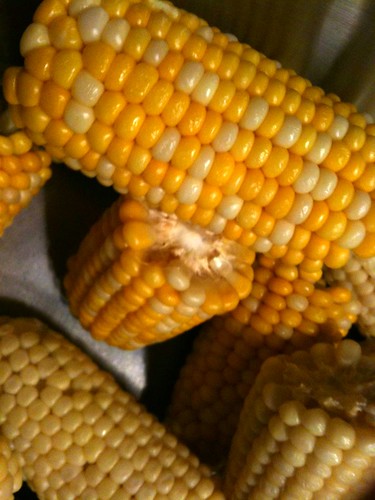 corn,maize,a maize called corn