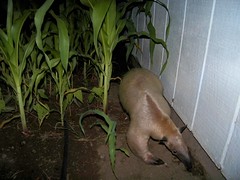 Anteater in the corn patch