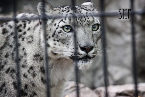 . snow leopard .