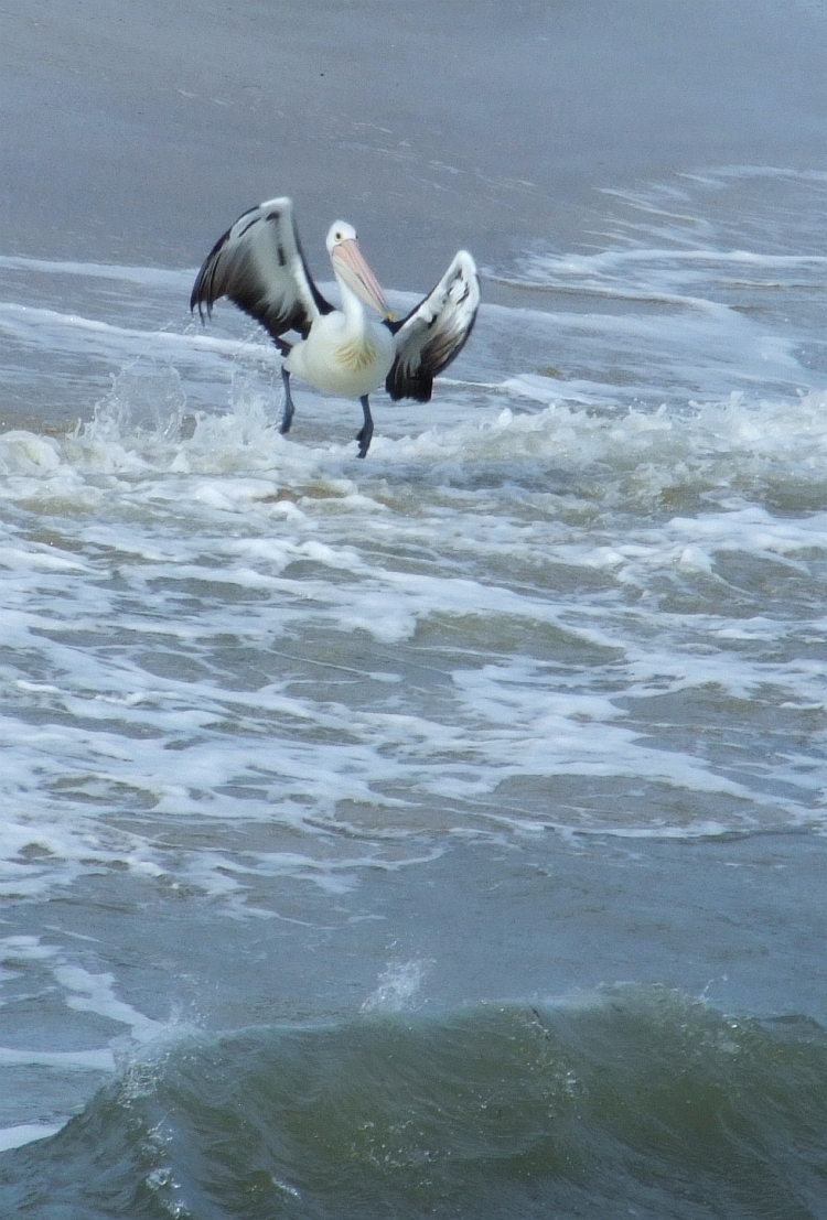 pelican in surf 03