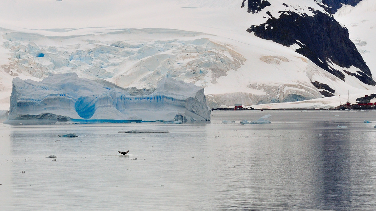 Whale and iceberg