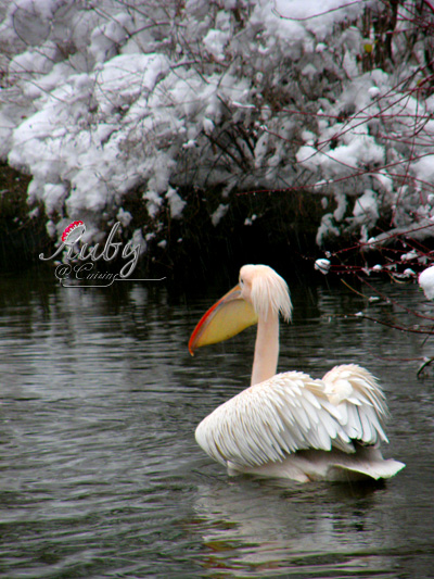 St james's park_09_pelican