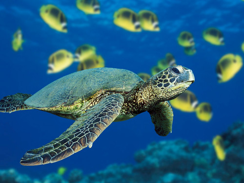 Una tortuga de mar verde