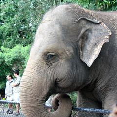 Asian elephant, Australia Zoo