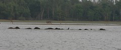Kabini Elephants Swimming