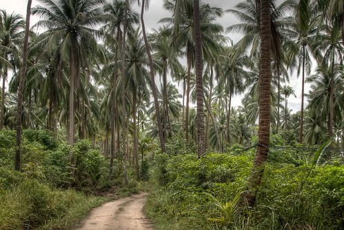 Jungle of Koh Phangan