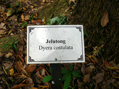 Jelutong - Dyera Costulata