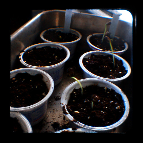 106/2009: Seedlings