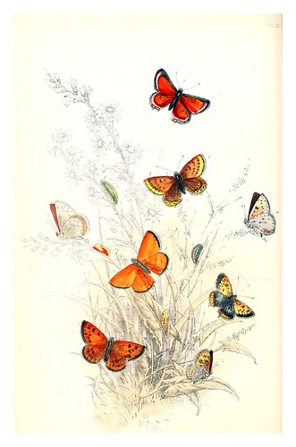 mariposa11