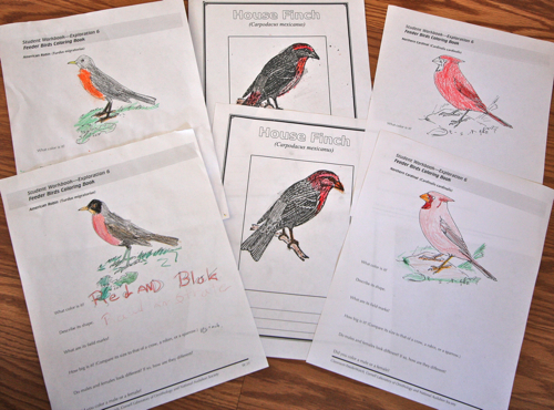 Robin Cardinal House Finch Notebook Pages