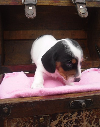 Black And Tan Dachshund Puppy. Black amp; tan puppy for sale.