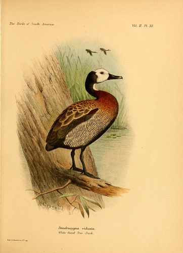 013-Sirirí pampa o Iguasa careta-The birds of South America 1912