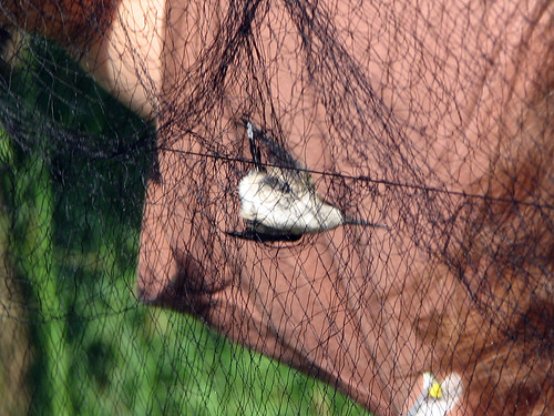 Hummingbird in the net