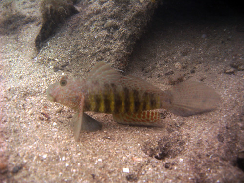 Reef goby