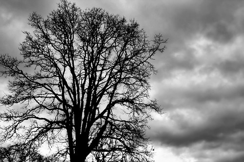 black and white photos of trees