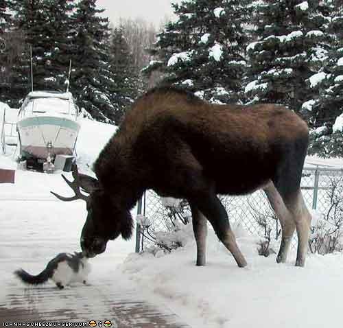 moose & cat