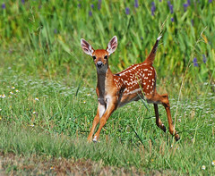 white tailed fawn running
