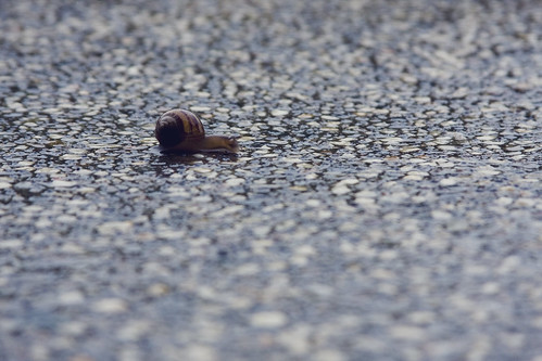 Baby Snail [122/365]