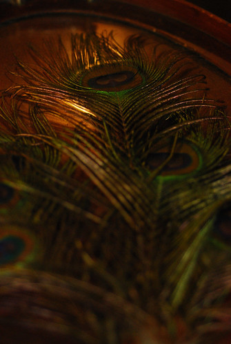 SS_19_Peacock_Feather[2009]