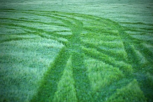 green stripes in dew on grass
