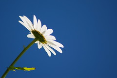 Daisy, Daisy, Give me the sky so blue...