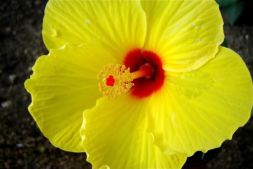 Yellow Hibiscus by Andreanna Moya Photography, on Flickr