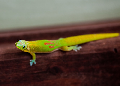 big island gecko