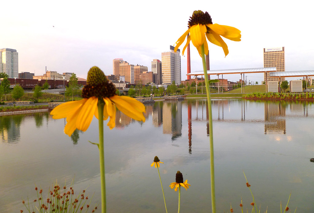 sunflowers at Railroad Park